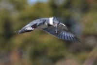 Belted kingfisher.