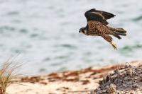 Peregrine falcon.