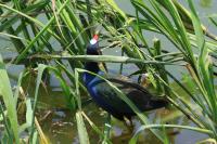 Purple gallinule.