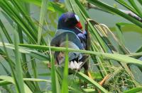 Purple gallinule.