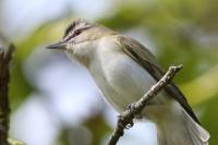 Red-eyed vireo.