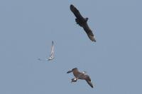 Parasitic jaegers chasing terns.
