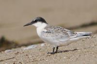 Fledgling roseate tern.