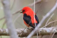Scarlet tanager.