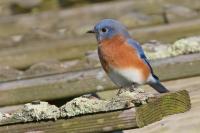 Eastern bluebird.