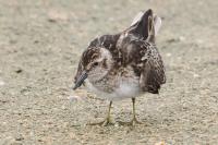 Least sandpiper.