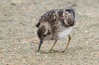 Least sandpiper.