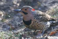 Northern flicker.