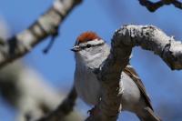 Chipping sparrow.