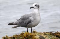 Laughing gull.