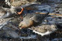 Red knot.