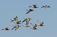Red knots.