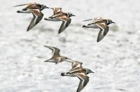 Ruddy turnstones with a dunlin.