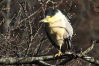 Black-crowned night heron.