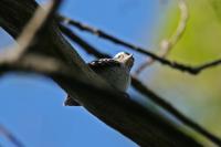 Downy woodpecker juvenile.