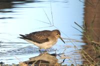 Solitary sandpiper.