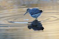 Solitary sandpiper.
