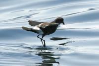 Wilson's storm petrel.
