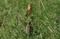 Bobolinks.