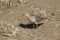 Buff-breasted sandpiper.