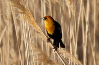 Yellow-headed blackbird.