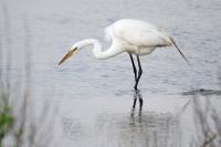 Great egret.