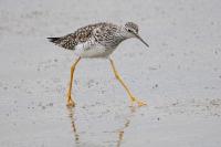 Lesser yellowlegs.
