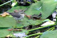 Northern waterthrush.