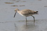 Willet.