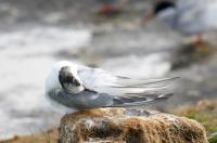 Arctic tern.