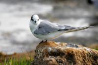 Arctic tern.
