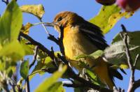 Baltimore oriole.