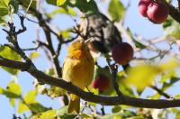 Baltimore oriole.