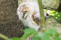 Barn owl chick.