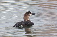 Common loon.