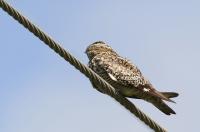 Common nighthawk.