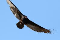 Turkey vulture.