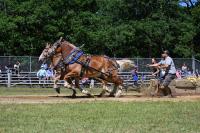 The draft horse pull is a fair tradition.