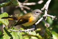 American redstart.