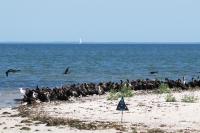 Flock of double-crested cormorants.