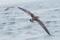 Great shearwater.