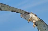 Red-tailed hawk.