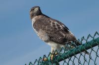 Red-tailed hawk.