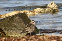 American golden plover.