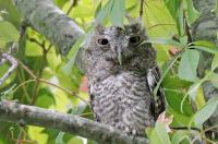 Eastern screech owl.