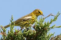 Cape may warbler.
