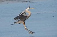 Great blue heron.