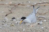 Least tern.