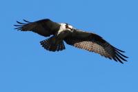 Osprey.