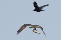 Osprey with American crow.